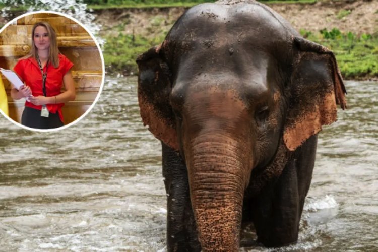 Elefante mata a turista española que vacacionaba en parque de Tailandia