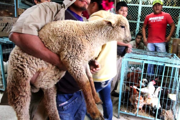 Suprema Corte determina que uso de animales en ritos es un delito que debe sancionarse