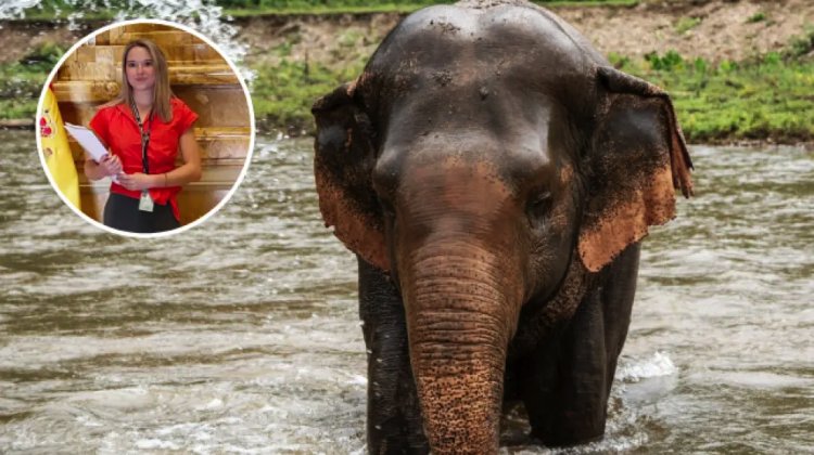 Elefante mata a turista española que vacacionaba en parque de Tailandia