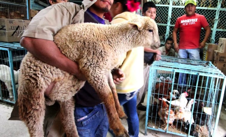 Suprema Corte determina que uso de animales en ritos es un delito que debe sancionarse