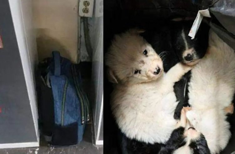 Rescatan a cachorros que fueron abandonados en pasillos del Metro Indios Verdes