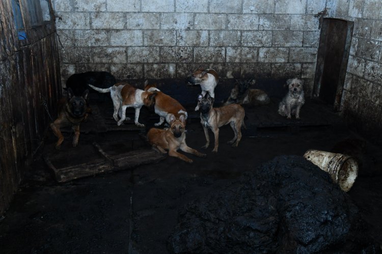 Rescatan a más de 100 perros que sufrían maltrato animal en Mexicaltzingo