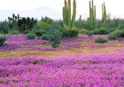 Galería: Llega la primavera a diferentes puntos de México