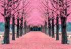 Comienza la temporada de floración de los cerezos en Japón