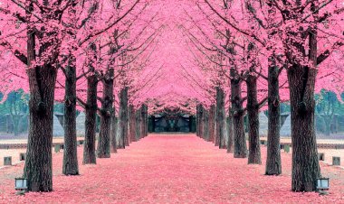 Comienza la temporada de floración de los cerezos en Japón