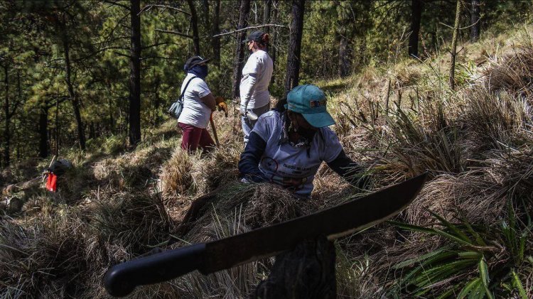 Colectivos de búsqueda encuentran restos óseos posiblemente humanos en el Ajusco