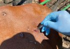 Honduras confirma muerte de una persona por brote de gusano barrenador