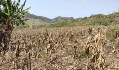 En Veracruz aumentó el número con municipios con sequía a 35