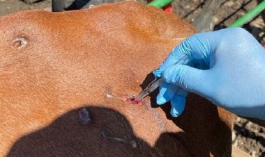 Honduras confirma muerte de una persona por brote de gusano barrenador