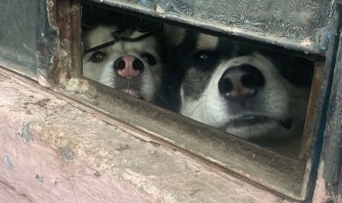 Durante un cateo rescatan a dos perritos que sufrían maltrato en Naucalpan