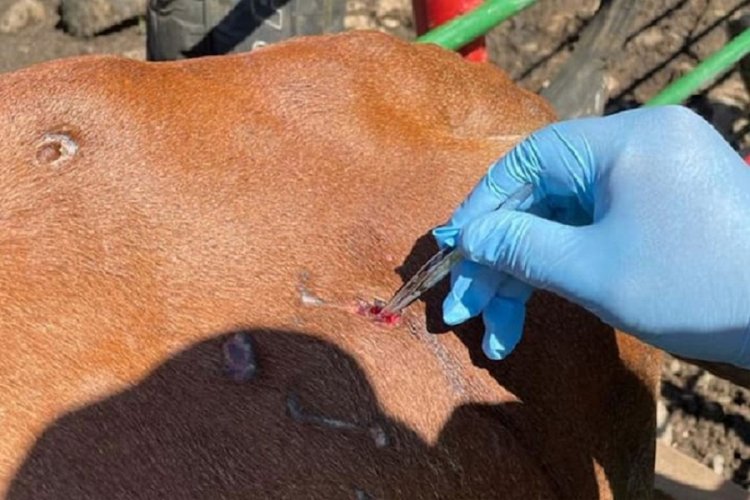 Honduras confirma muerte de una persona por brote de gusano barrenador