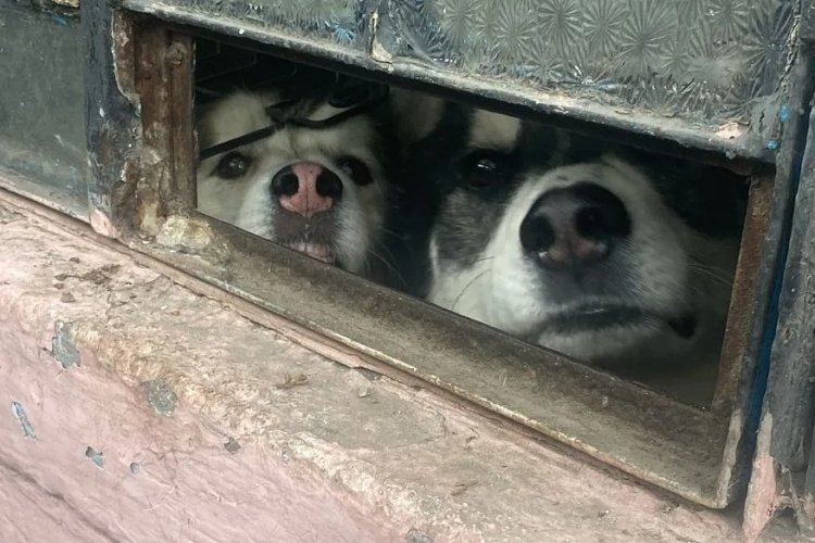 Durante un cateo rescatan a dos perritos que sufrían maltrato en Naucalpan