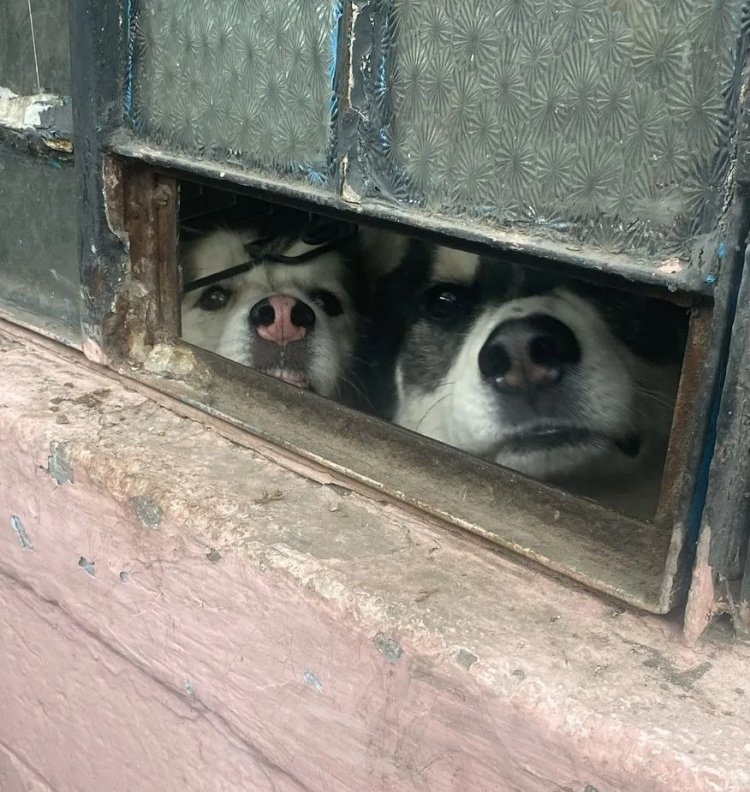 Durante un cateo rescatan a dos perritos que sufrían maltrato en Naucalpan
