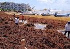 Presencia de sargazo afecta turismo y vida marina en Quintana Roo