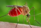 EE. UU. confirma casos de Virus del Nilo con riesgo neurológico