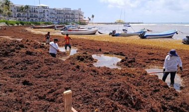 Presencia de sargazo afecta turismo y vida marina en Quintana Roo