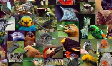 Más de 500 especies de ave enfrentan extinción en próximos 100 años, según estudio