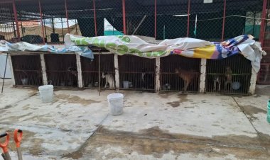 Felipe Arvizu no puede desentenderse de lo que ocurría en el Centro de Protección Animal: Mundo Patitas