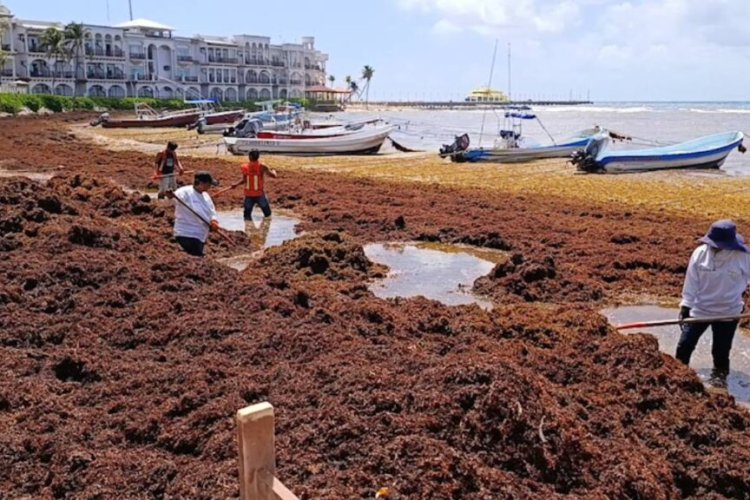 Presencia de sargazo afecta turismo y vida marina en Quintana Roo