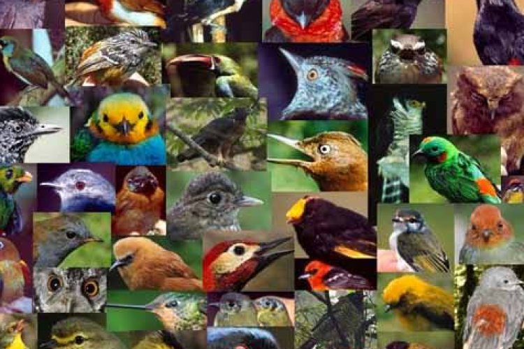 Más de 500 especies de ave enfrentan extinción en próximos 100 años, según estudio