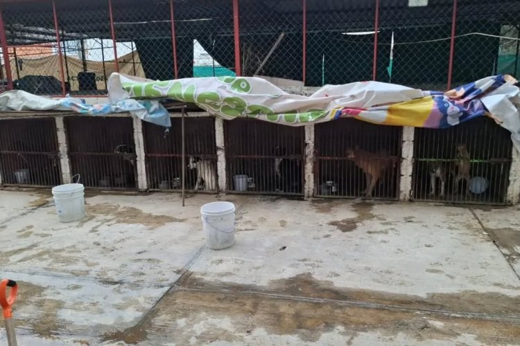 Felipe Arvizu no puede desentenderse de lo que ocurría en el Centro de Protección Animal: Mundo Patitas
