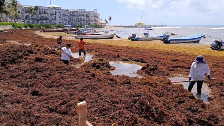 Presencia de sargazo afecta turismo y vida marina en Quintana Roo