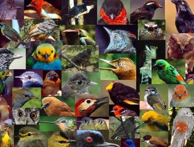 Más de 500 especies de ave enfrentan extinción en próximos 100 años, según estudio