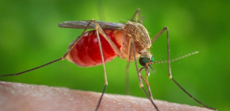 EE. UU. confirma casos de Virus del Nilo con riesgo neurológico