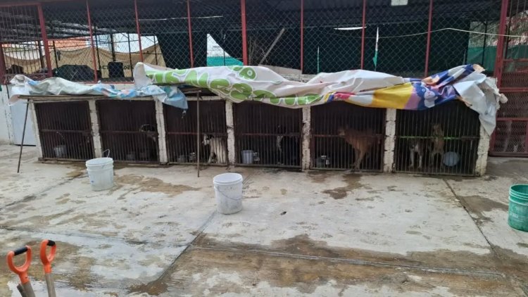 Felipe Arvizu no puede desentenderse de lo que ocurría en el Centro de Protección Animal: Mundo Patitas