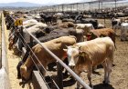 EEUU reabrirá frontera para importación de ganado mexicano tras crisis de gusano barrenador