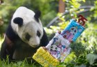 Galería: La Panda Xin Xin cumple 35 años