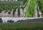 Intensas lluvias impactan a zonas agrícolas e invernaderos del Estado de México