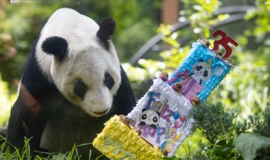 Galería: La Panda Xin Xin cumple 35 años