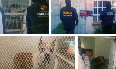 Rescatan dos perritos que sufrían maltrato animal en un domicilio en Chalco