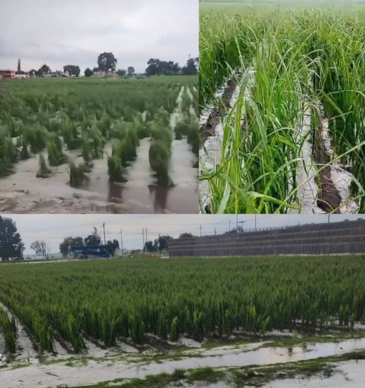 Intensas lluvias impactan a zonas agrícolas e invernaderos del Estado de México