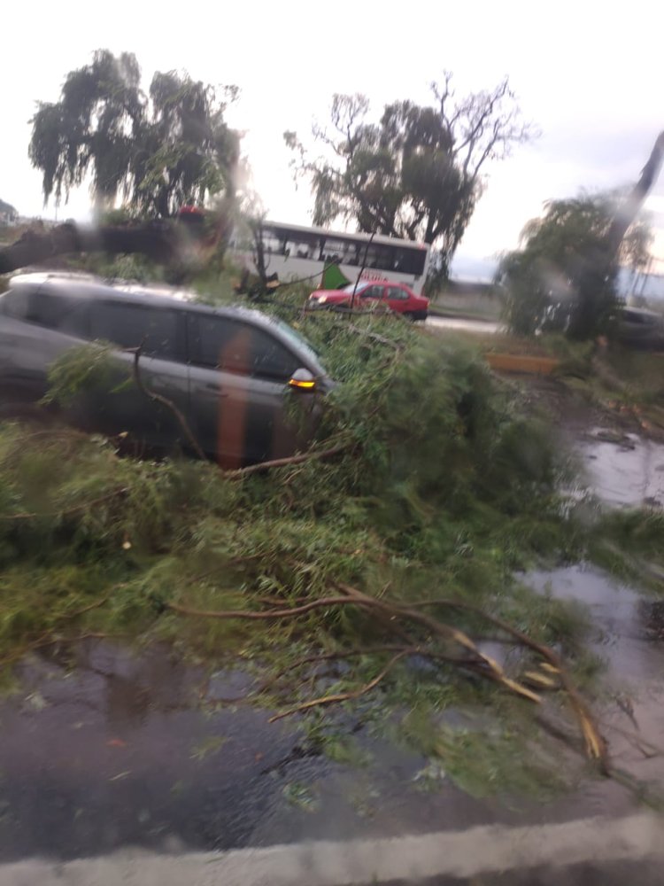 Automovilistas alertan por riesgo de árboles en la carretera Toluca-Tenango del Valle