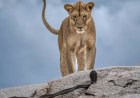 Video: Imágenes de los premios Fotógrafo de la Vida Silvestre 2025