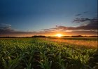Reconocen Sistema Agrícola de Metepantle, Tlaxcala como patrimonio mundial