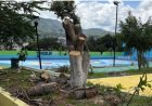 Sancionan a Director del Deportivo CREA de Chilpancingo por tala ilegal de árboles