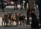 Proponen protocolo oficial para proteger a animales de compañía durante emergencias en la CDMX