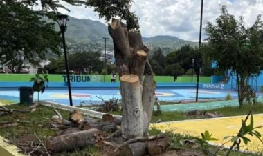 Sancionan a Director del Deportivo CREA de Chilpancingo por tala ilegal de árboles
