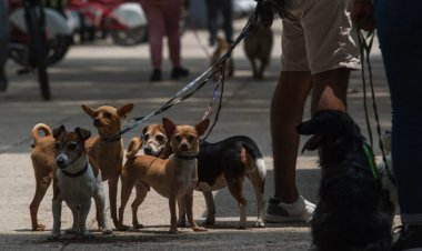 Proponen protocolo oficial para proteger a animales de compañía durante emergencias en la CDMX
