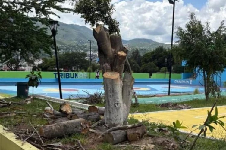 Sancionan a Director del Deportivo CREA de Chilpancingo por tala ilegal de árboles