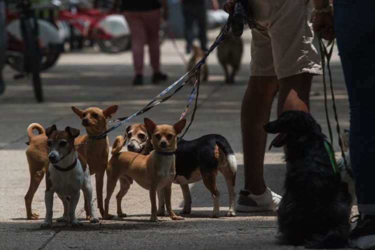 Proponen protocolo oficial para proteger a animales de compañía durante emergencias en la CDMX