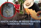 Veracruz en quinto lugar por casos de gusano barrenador