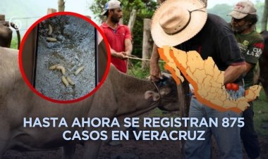 Veracruz en quinto lugar por casos de gusano barrenador