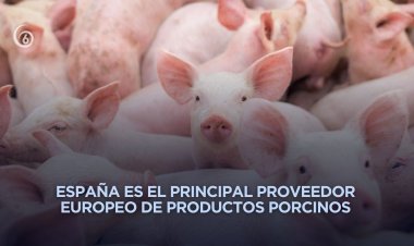 Alertan por peste porcina; México bloquea importación de carne de cerdo española