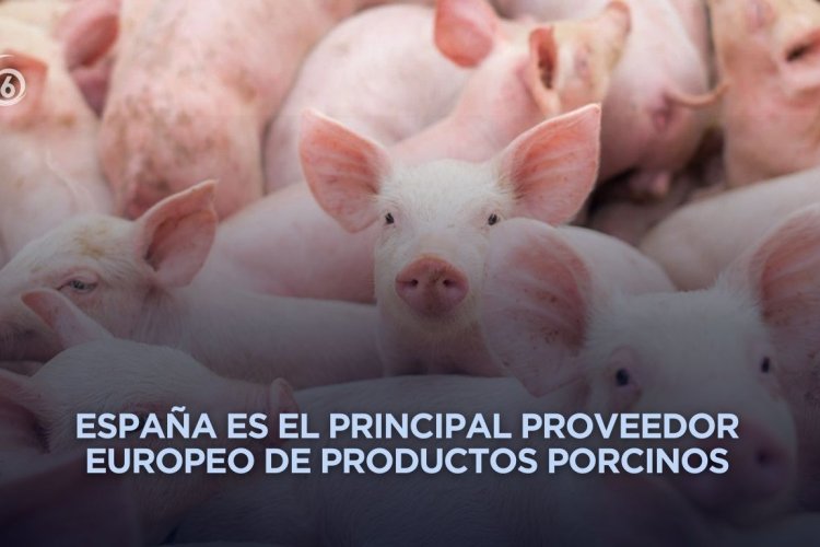 Alertan por peste porcina; México bloquea importación de carne de cerdo española