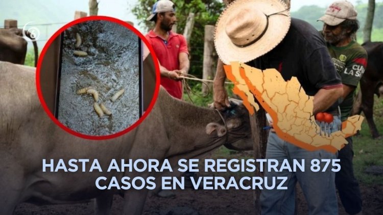 Veracruz en quinto lugar por casos de gusano barrenador
