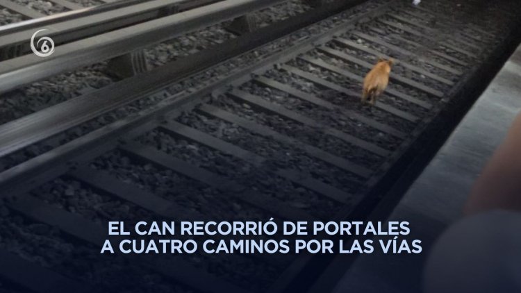 Perrito provoca retrasos en Línea 2 del Metro tras recorrer 20 estaciones